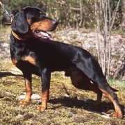 Caccia Grossa con lo Slovensky Kopov Caccia Grossa con lo Slovensky Kopov